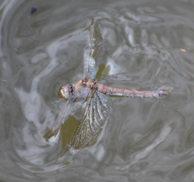 Sympetrum striolatum: storia damore e di 